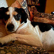 Frankie is registered to the contest to win money with this photo: dog, pet, tricolor, bed, blanket, patterned, couch, indoor, cozy, closeup, fur, animal, resting, canine, snout, ears, paw, home, comfort, relaxation