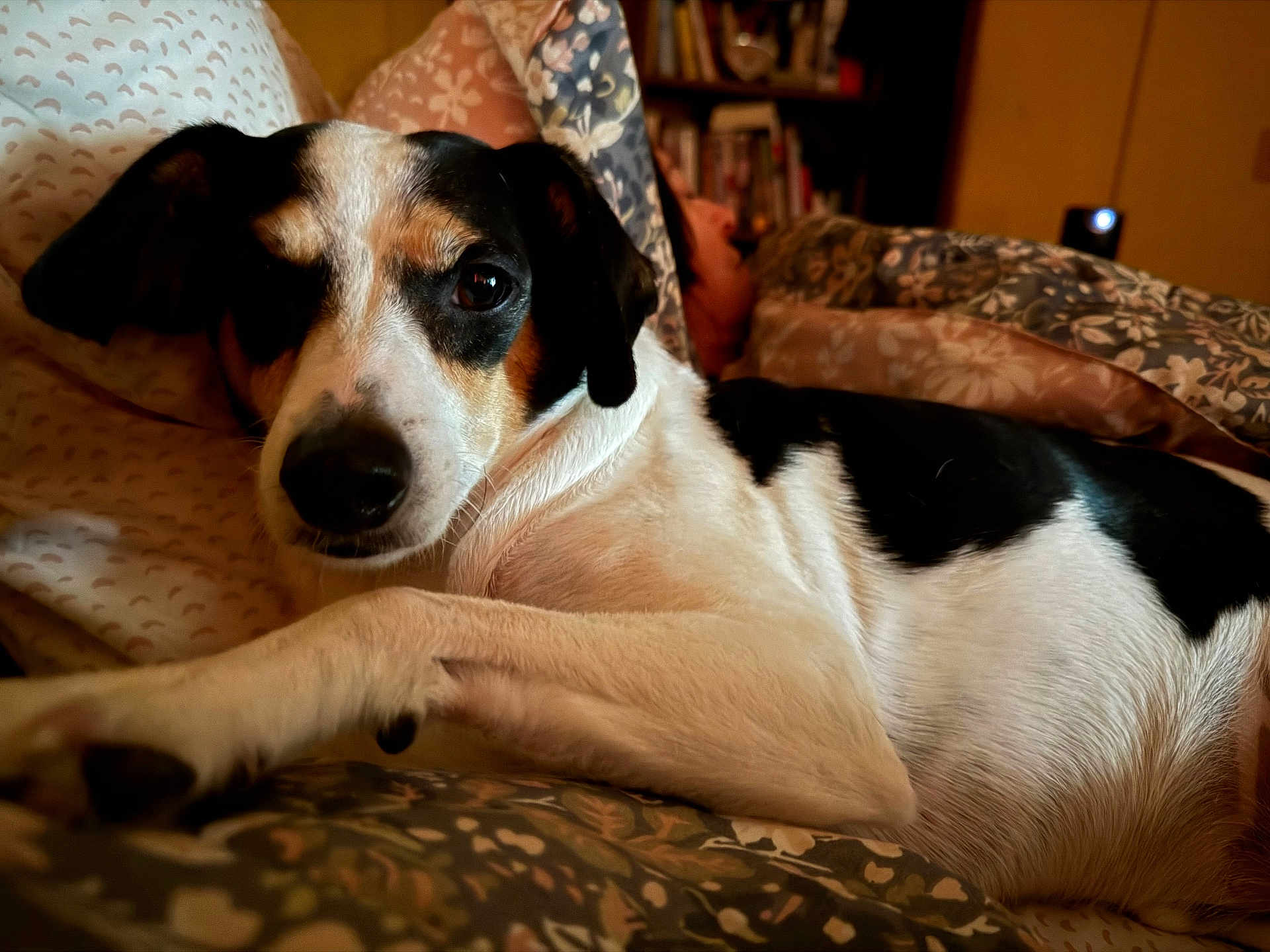 Frankie