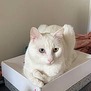 Kuzan participe au concours pour gagner de l'argent avec cette photo : cat, white_cat, heterochromia, blue_eye, yellow_eye, pet, animal, feline, box, shoe_box, indoor, resting, cute, fur, ears, whiskers, table, curious, calm, domestic_animal