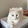 cat, white_cat, heterochromia, blue_eye, yellow_eye, pet, animal, feline, box, shoe_box, indoor, resting, cute, fur, ears, whiskers, table, curious, calm, domestic_animal