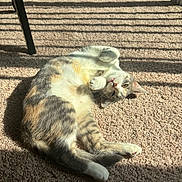 Mirabelle is registered to the contest to win money with this photo: cat, carpet, sunlight, indoor, pet, relaxed, playful, striped_shadows, window_blinds, feline, fur, whiskers, domestic_animal, cozy, animal, mammal, paw, lying_down, cute, home