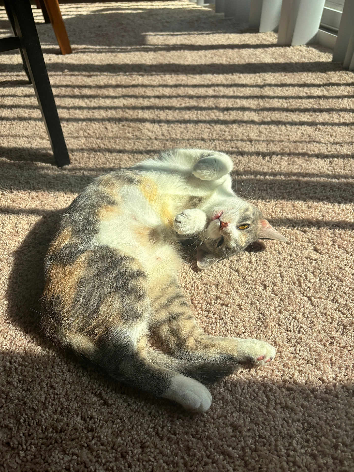 Mirabelle is registered to the contest to win money with this photo: cat, carpet, sunlight, indoor, pet, relaxed, playful, striped_shadows, window_blinds, feline, fur, whiskers, domestic_animal, cozy, animal, mammal, paw, lying_down, cute, home