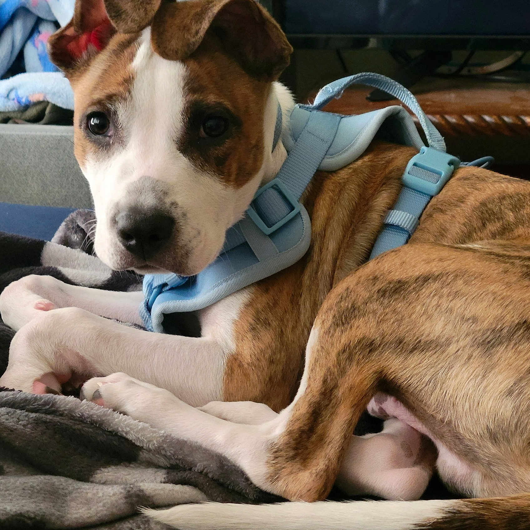 Simba is registered to the contest to win money with this photo: blanket, brindle, canine, close_up, comfort, cute, dog, domestic, ears, fur, harness, indoor, looking, lying_down, pet, puppy, resting, tail, white, young_dog