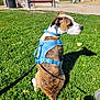 dog, grass, harness, leash, park, playground, bench, trees, sunny, outdoor, people, side_view, brown_white, pet, animal, shadow, daytime, walk, recreation, nature