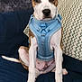 dog, puppy, blue_harness, sitting, couch, indoor, pet, animal, brown_and_white, ears, face, curious, looking_at_camera, fur, nose, paw, tail, blanket, patterned_cushion, domestic
