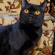 Salem joined the competition — help win amazing prizes! black_cat, cat, pet, animal, yellow_eyes, fur, indoor, couch, floral_pattern, vintage, furniture, close_up, whiskers, ears, domestic_cat, looking_up, portrait, feline, home, cute