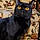 Salem
