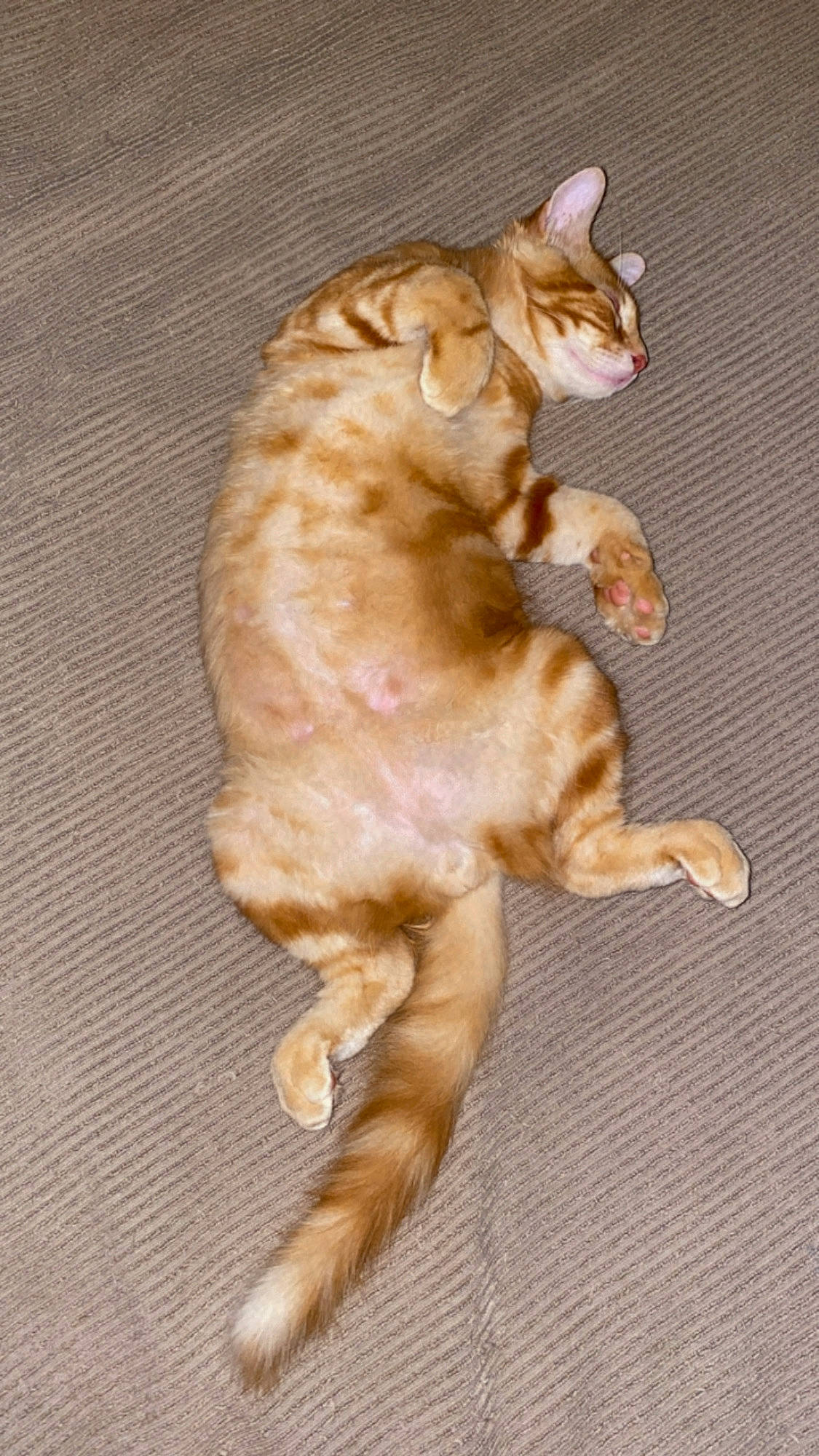 Laki participe au concours pour gagner de l'argent avec cette photo : canidae, carnivore, cat, claw, dog_breed, domestic_short_haired_cat, fawn, felidae, flooring, foot, fur, hardwood, paw, small_to_medium_sized_cats, snout, sporting_group, tail, terrestrial_animal, whiskers, wood