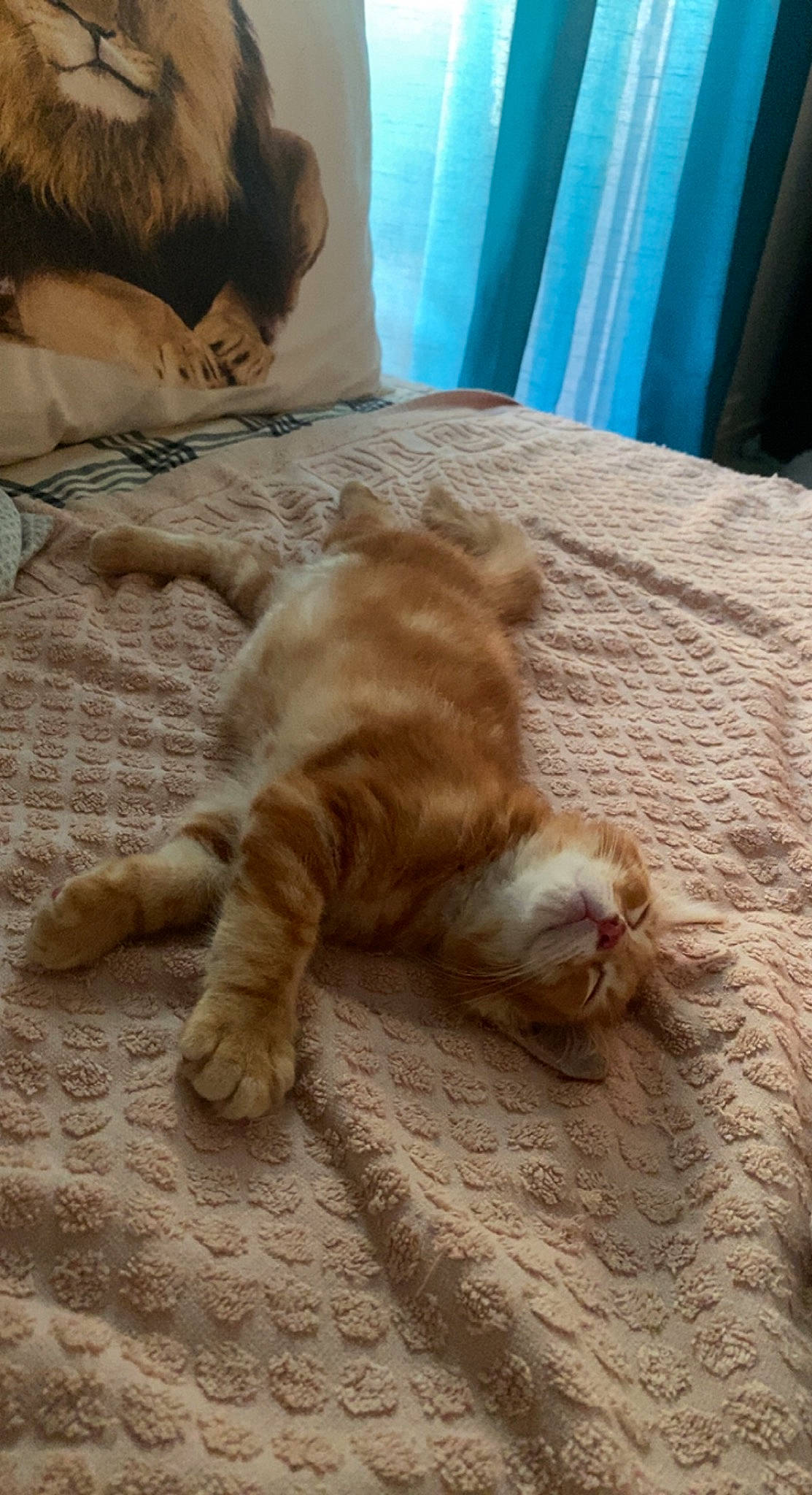 Laki a rejoint le concours — aidez-le/la à gagner de superbes lots ! carnivore, cat, claw, comfort, curtain, domestic_short_haired_cat, fawn, felidae, floor, flooring, foot, fur, hardwood, human_leg, paw, small_to_medium_sized_cats, tail, terrestrial_animal, whiskers, wood