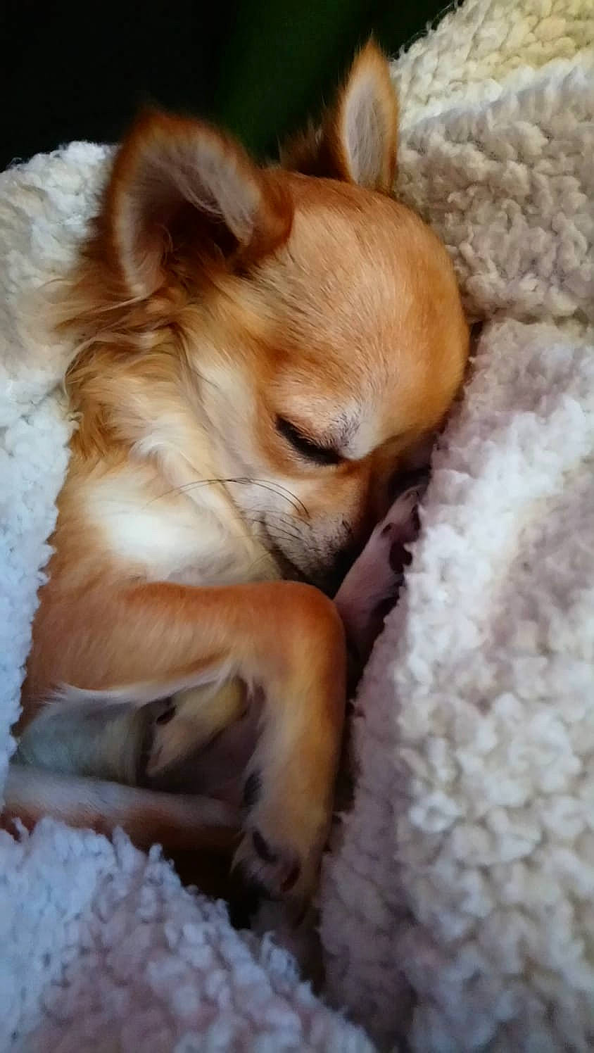 Pariss participe au concours pour gagner de l'argent avec cette photo : canidae, carnivore, comfort, companion_dog, dog, dog_breed, ear, fawn, fur, nap, paw, sleep, snout, snow, sporting_group, terrestrial_animal, toy_dog, waste_container, whiskers, winter