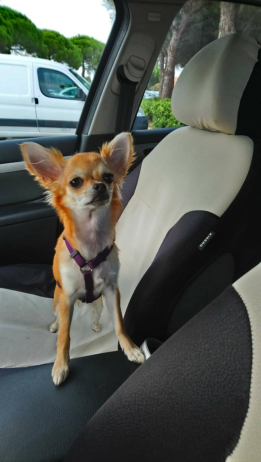 Pariss a rejoint le concours — aidez-le/la à gagner de superbes lots ! auto_part, automotive_exterior, car, car_seat, carnivore, collar, comfort, companion_dog, dog, dog_breed, fawn, hood, motor_vehicle, seat_belt, snout, toy_dog, vehicle, vehicle_door, window, windshield