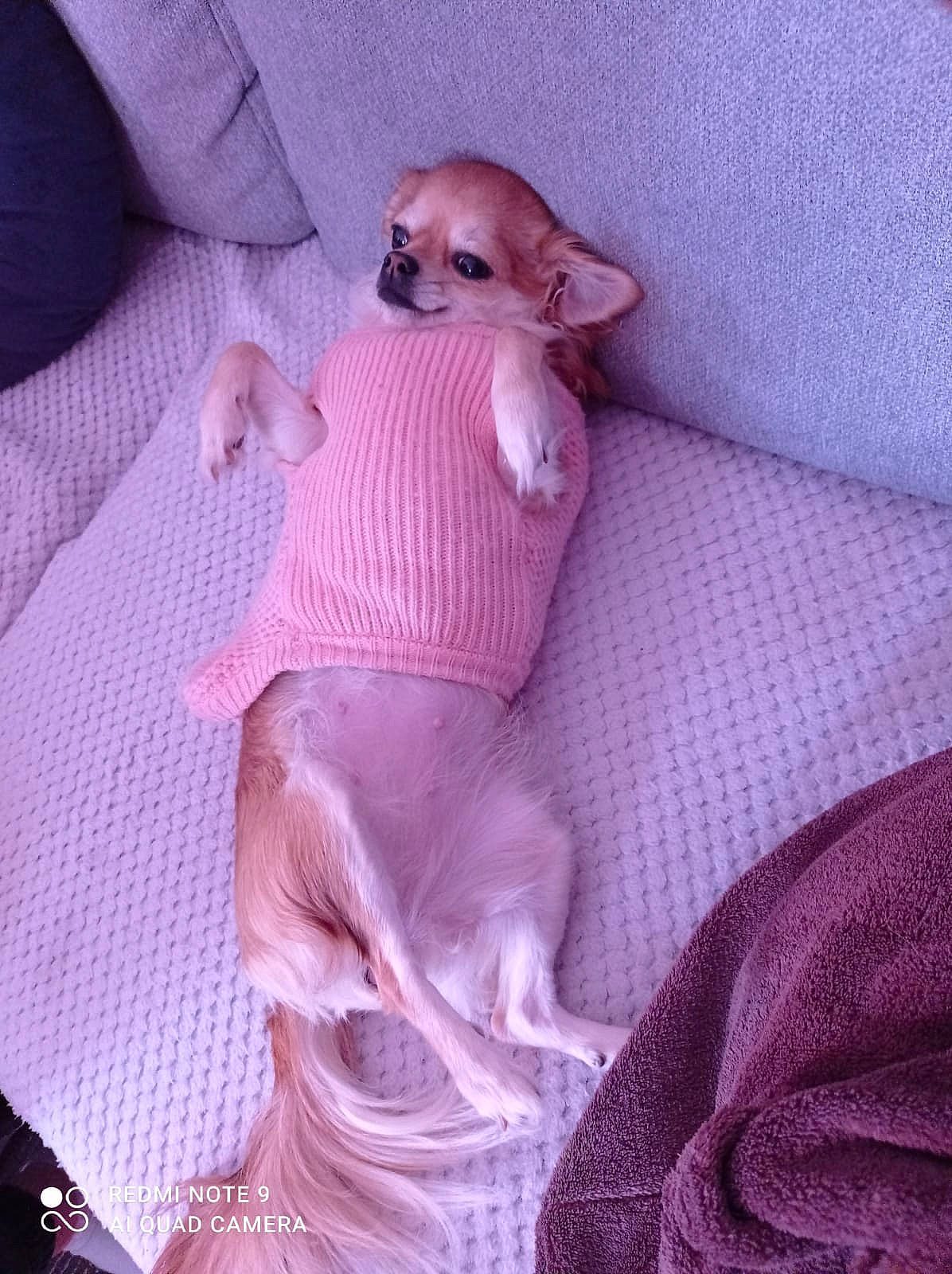 Pariss participe au concours pour gagner de l'argent avec cette photo : baby_toddler_clothing, bed, bedding, carnivore, comfort, companion_dog, dog, dog_breed, dog_supply, fawn, grey, linens, magenta, pattern, pink, purple, textile, toy_dog, violet, working_animal