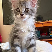 Blue participe au concours pour gagner de l'argent avec cette photo : cat, kitten, fluffy, gray_and_white, longhaired, sitting, indoors, blanket, bed, television, furniture, shelving, home, portrait, front_facing, wide_eyes, ears, whiskers, paws, cute