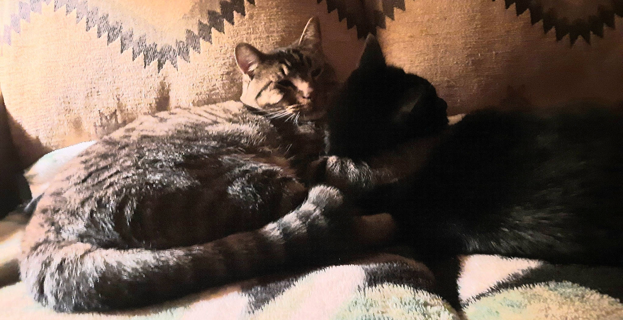 Tigger is registered to the contest to win money with this photo: bed, bedding, black_cat, carnivore, cat, claw, comfort, darkness, domestic_short_haired_cat, felidae, fur, grey, linens, monochrome_photography, paw, small_to_medium_sized_cats, tail, terrestrial_animal, tree, whiskers