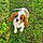 Alfie