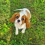 Alfie participe au concours pour gagner de l'argent avec cette photo : puppy, dog, grass, outdoor, cute, pet, animal, brown, white, ears, tail, young, nature, looking_up, fur, adorable, small, playful, sunlight, leaf