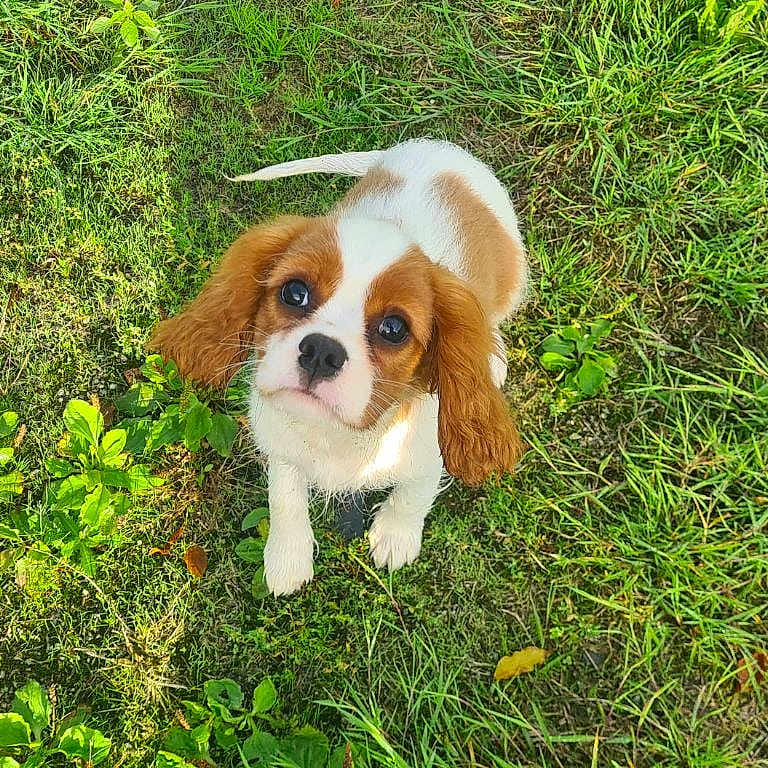 Alfie participe au concours pour gagner de l'argent avec cette photo : adorable, animal, brown, cute, dog, ears, fur, grass, leaf, looking_up, nature, outdoor, pet, playful, puppy, small, sunlight, tail, white, young