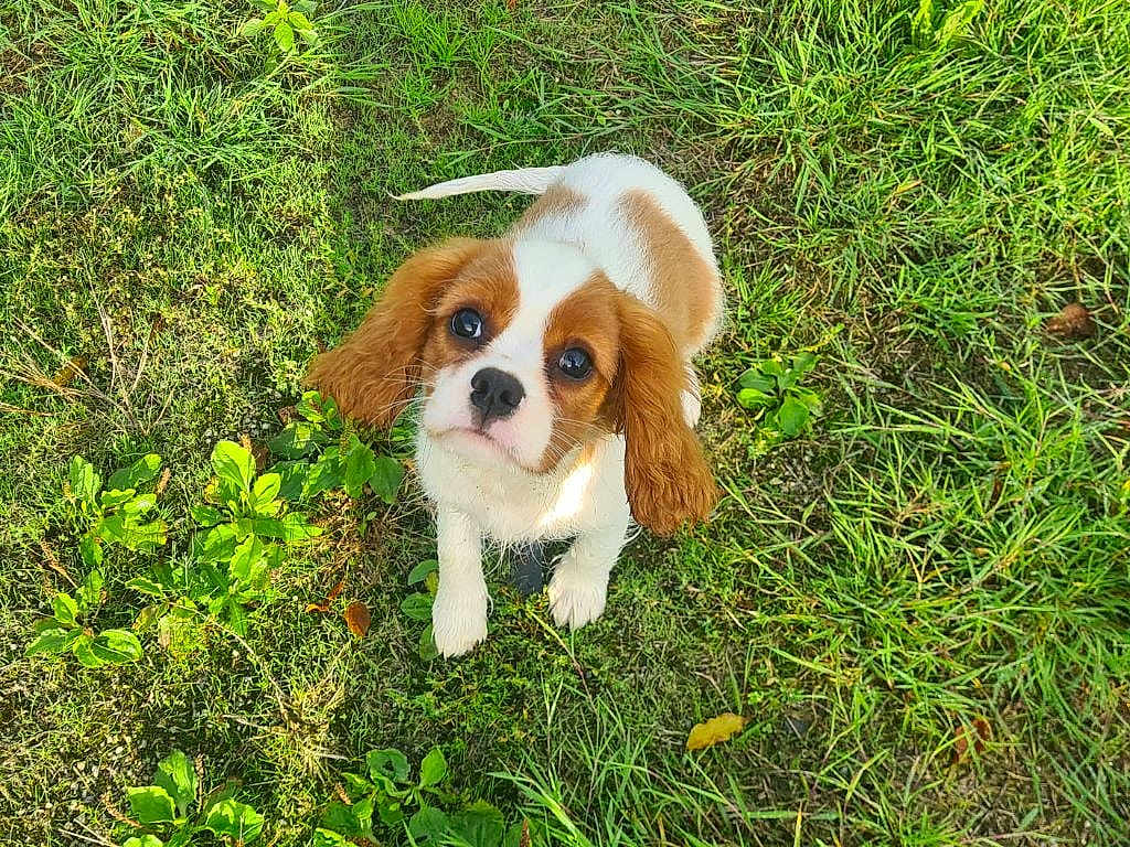 Alfie participe au concours pour gagner de l'argent avec cette photo : puppy, dog, grass, outdoor, cute, pet, animal, brown, white, ears, tail, young, nature, looking_up, fur, adorable, small, playful, sunlight, leaf