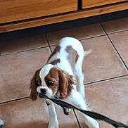 Alfie participe au concours pour gagner de l'argent avec cette photo : puppy, dog, leash, playful, indoor, tile_floor, brown_and_white, furniture, wooden_cabinet, pet, animal, cute, young_dog, floor, canine, tugging, collar, ears, fur, pet_accessory