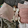 Alfie participe au concours pour gagner de l'argent avec cette photo : dog, puppy, couch, pillows, blanket, relaxed, lying_down, indoor, brown_and_white, pet, cozy, home, fur, small_dog, cute, resting, soft, comfort, animal, sleepy