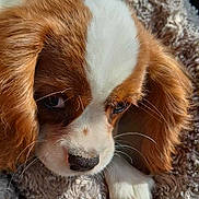 Alfie a rejoint le concours — aidez-le/la à gagner de superbes lots ! animal, blanket, brown_and_white, cavalier_king_charles_spaniel, close_up, companion, cozy, cute, dog, fur, indoors, nose, pet, portrait, puppy, resting, sleepy, soft_texture, whiskers, young_dog