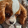 animal, blanket, brown_and_white, cavalier_king_charles_spaniel, close_up, companion, cozy, cute, dog, fur, indoors, nose, pet, portrait, puppy, resting, sleepy, soft_texture, whiskers, young_dog