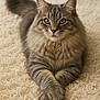 Simba is registered to the contest to win money with this photo: cat, fluffy, gray_tabby, paws_crossed, lying_down, indoor, carpet, shag_rug, close_up, portrait, feline, pet, animal, cute, whiskers, ears, tail, relaxed, focused_eyes, soft_lighting