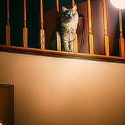 Simba joined the competition — help win amazing prizes! cat, gray_cat, indoor, wooden_railings, lamp, warm_lighting, pet, feline, fur, portrait, animal, cozy, house, balcony, quiet, watchful, cute, domestic, sitting, curious