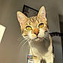 animal, blurred_background, cat, close_up, curious, cute, domestic, ears, feline, fur, indoor, looking_at_camera, nose, pet, portrait, soft_light, sunlight, tabby, whiskers, yellow_eyes