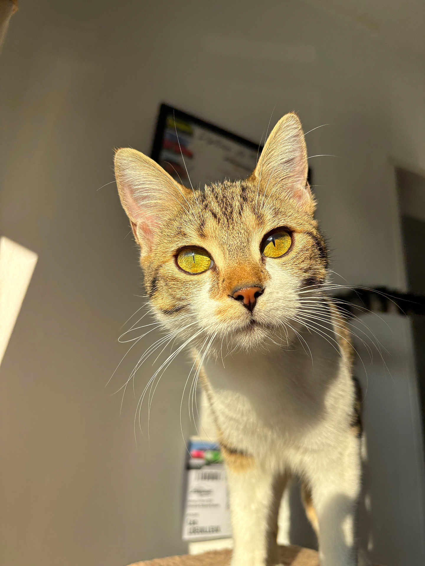 Kitty