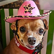Iris Jean is registered to the contest to win money with this photo: dog, small_dog, chihuahua, pink_hat, cowboy_hat, leopard_print, pet, animal, close_up, portrait, cute, tongue_out, collar, indoor, face, eyes, expression, hat, funny, costume