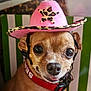 dog, small_dog, chihuahua, pink_hat, cowboy_hat, leopard_print, pet, animal, close_up, portrait, cute, tongue_out, collar, indoor, face, eyes, expression, hat, funny, costume