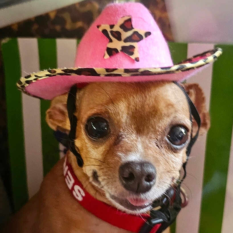 Iris Jean is registered to the contest to win money with this photo: animal, chihuahua, close_up, collar, costume, cowboy_hat, cute, dog, expression, eyes, face, funny, hat, indoor, leopard_print, pet, pink_hat, portrait, small_dog, tongue_out