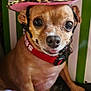 Iris Jean joined the competition — help win amazing prizes! dog, small_dog, chihuahua, hat, cowboy_hat, pink, leopard_print, pet, animal, cute, looking_at_camera, collar, indoor, quilt, colorful, tongue_out, close_up, paw, striped_background, leash