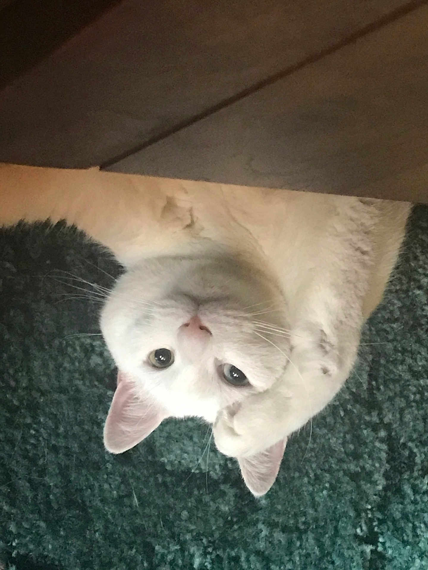 Coolwhip joined the competition — help win amazing prizes! cat, white_cat, pet, animal, upside_down, carpet, indoor, feline, cute, paw, whiskers, ears, fur, curious, relaxed, lying_down, close_up, domestic_cat, resting, soft