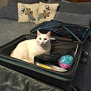 Coolwhip is registered to the contest to win money with this photo: cat, white_cat, suitcase, bed, pillow, blanket, indoor, pet, feline, resting, cozy, travel, luggage, home, comfort, domestic_animal, fur, quiet, relaxed, household