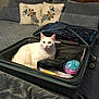 cat, white_cat, suitcase, bed, pillow, blanket, indoor, pet, feline, resting, cozy, travel, luggage, home, comfort, domestic_animal, fur, quiet, relaxed, household