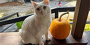 Coolwhip is registered to the contest to win money with this photo: cat, white_cat, pumpkin, porch, wooden_railing, outdoor, autumn, fall, leaves, truck, garage, animal, pet, nature, daylight, sitting, orange, stem, tree, quiet