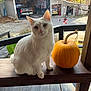 cat, white_cat, pumpkin, porch, wooden_railing, outdoor, autumn, fall, leaves, truck, garage, animal, pet, nature, daylight, sitting, orange, stem, tree, quiet