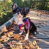 dog, small_dog, chihuahua, black_and_white, long_haired, harness, outdoor, forest, wooden_bridge, autumn, fallen_leaves, nature, portrait, sitting, pet, animal, adorable, fluffy_ears, sunlight, travel