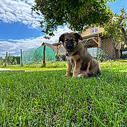 Ayka a rejoint le concours — aidez-le/la à gagner de superbes lots ! puppy, dog, grass, tree, sky, clouds, house, fence, garden, outdoor, pet, young_dog, canine, collar, nature, sunlight, leafy, summer, greenery, animal