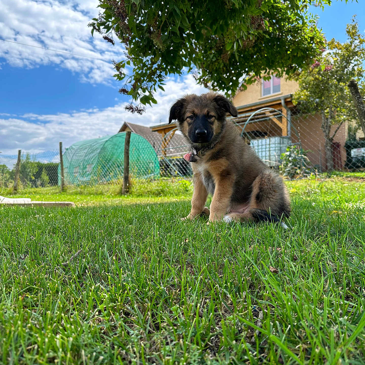 Ayka a rejoint le concours — aidez-le/la à gagner de superbes lots ! animal, canine, clouds, collar, dog, fence, garden, grass, greenery, house, leafy, nature, outdoor, pet, puppy, sky, summer, sunlight, tree, young_dog