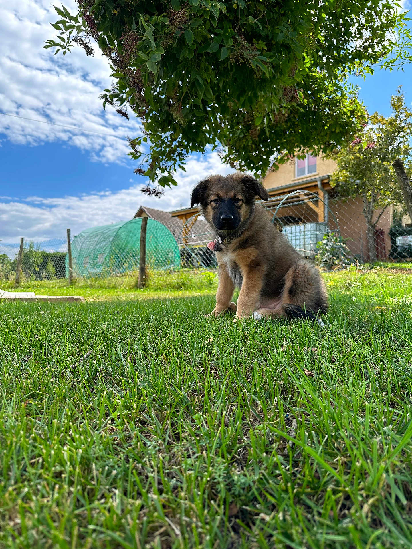 Ayka a rejoint le concours — aidez-le/la à gagner de superbes lots ! puppy, dog, grass, tree, sky, clouds, house, fence, garden, outdoor, pet, young_dog, canine, collar, nature, sunlight, leafy, summer, greenery, animal