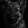 Ayka a rejoint le concours — aidez-le/la à gagner de superbes lots ! animal, animal_portrait, black_and_white, canine, close_up, dark_background, dog, ears, expression, eyes, fur, moody, muzzle, pet, portrait, snout, texture, water_droplets, wet, whiskers