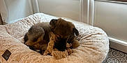 Ayka participe au concours pour gagner de l'argent avec cette photo : puppy, dog_bed, toy, indoor, window, blinds, floor, rug, plush, cozy, pet, chewing, brown, small_dog, animal, relaxed, cute, furry, home, soft