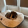 puppy, dog_bed, toy, indoor, window, blinds, floor, rug, plush, cozy, pet, chewing, brown, small_dog, animal, relaxed, cute, furry, home, soft
