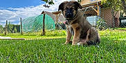 Ayka participe au concours pour gagner de l'argent avec cette photo : animal, canine, clouds, collar, dog, fence, garden, grass, greenery, house, leafy, nature, outdoor, pet, puppy, sky, summer, sunlight, tree, young_dog