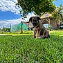 Ayka participe au concours pour gagner de l'argent avec cette photo : puppy, dog, grass, tree, sky, clouds, house, fence, garden, outdoor, pet, young_dog, canine, collar, nature, sunlight, leafy, summer, greenery, animal