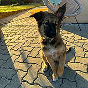Ayka a rejoint le concours — aidez-le/la à gagner de superbes lots ! animal, chair, collar, daylight, dog, ears, fence, garden, grass, outdoor, patio, pet, puppy, shadow, sitting, stone_floor, sunlight, towel, tree, young_dog