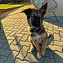 animal, chair, collar, daylight, dog, ears, fence, garden, grass, outdoor, patio, pet, puppy, shadow, sitting, stone_floor, sunlight, towel, tree, young_dog